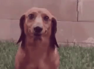 giphy-6
